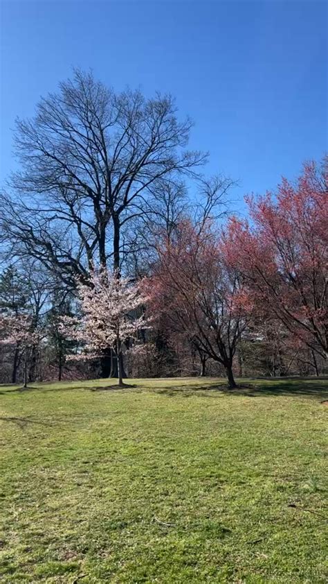 branch brook park webcam|Cherry Blossom Season Essex County Branch Brook Park